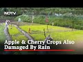 Cold Wave, Rain, Hailstorm Hits Rice, Apple Crop In Kashmir
