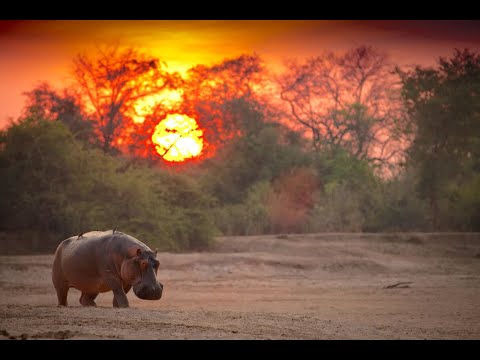 Hippo King'