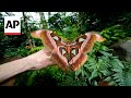 Italian museum recreates butterfly forest