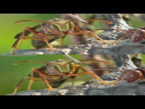 3D Paper Wasps