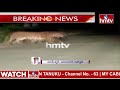 Leopard spotted in Nirmal, viral video