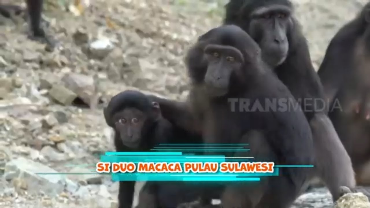 Si Duo Macaca Pulau Sulawesi | SI OTAN (30/05/24)