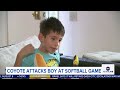Video shows moment coyote attacks boy at softball game  - 01:18 min - News - Video