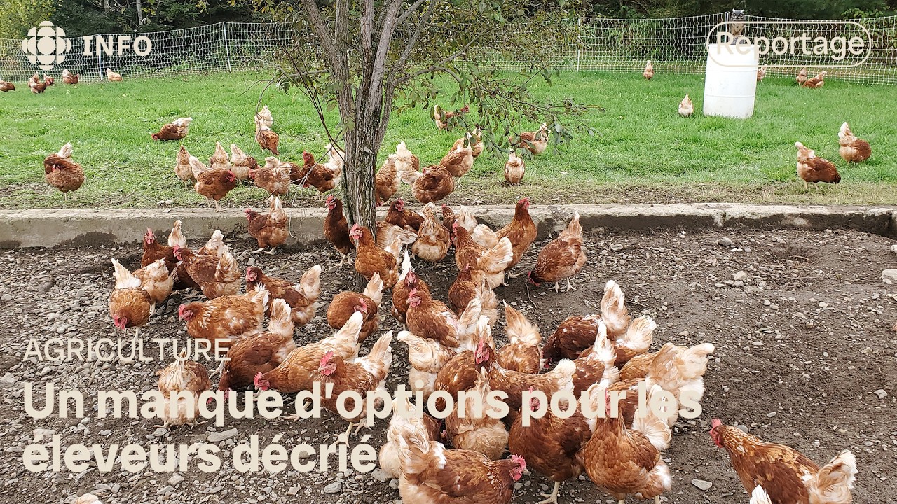 On rencontre des producteurs de volaille qui sont privés de leur abattoir habituel