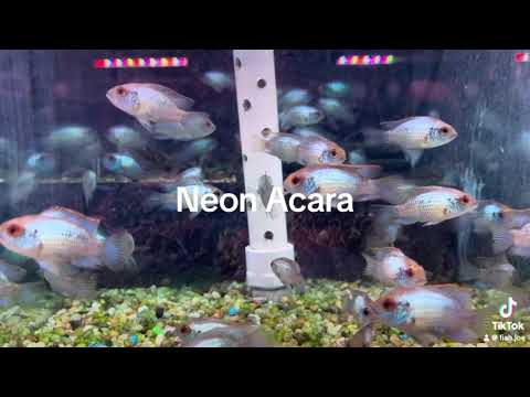 video Electric Blue Acara x 2