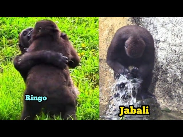 Ringo hugs his big brother every day, and Jabali washes his head daily.😆🤪💧林戈天天抱哥哥，呷百二每日洗頭