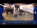 మూగజీవాలకు కూలర్లు పెట్టిండ్రు | Cooler Setup For Animals | Patas News | 10TV  - 02:18 min - News - Video