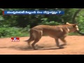 Stray dogs maul 2-year-old to death