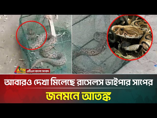 আবারও দেখা মিলেছে রাসেলস ভাইপার সাপের, জনমনে আতঙ্ক । Russell's Viper । Snake । ATN Bangla News