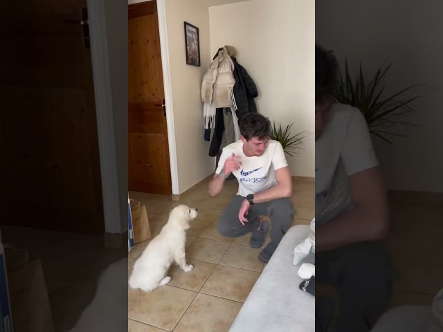 Bref. #animaux #chien #chiot #goldenretriever #amour