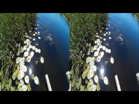 River in 3D! Frogs are croaking! 3D VIDEO
