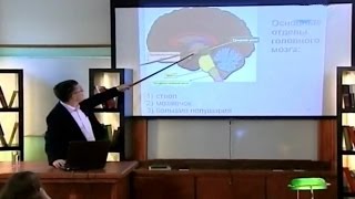 Дубынин Вячеслав - Нервная система. Головной мозг