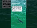 Video captured a rare sighting of an adult great white shark in the Santa Monica Bay