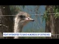 Trump administration enters fight to save ostriches from planned culling  - 01:23 min - News - Video