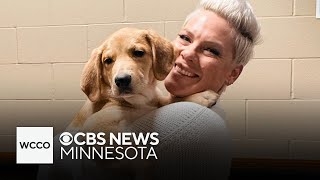 Minnesota rescue dog joins Pink's concert tour, to help him find "forever home"