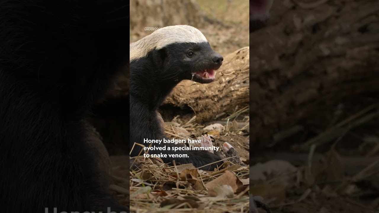 Never underestimate a honey badger 😤 #Underdogs #NatGeoAnimals