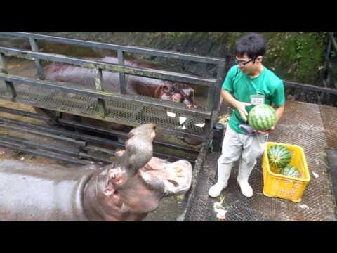Hippopotames mangeant des melon d'eau