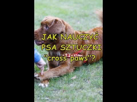 Jak nauczyć psa sztuczki "cross paws"