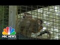Squirrel monkeys stolen from Louisianas Zoosiana