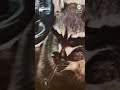 Pet raccoon found with meth pipe in drivers seat during police stop