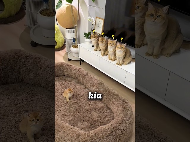 Bạn sẽ KHÔNG ĐOÁN ĐƯỢC chiếc nệm này được GIÀNH CHO ai đâu 🐈 😂 #shorts