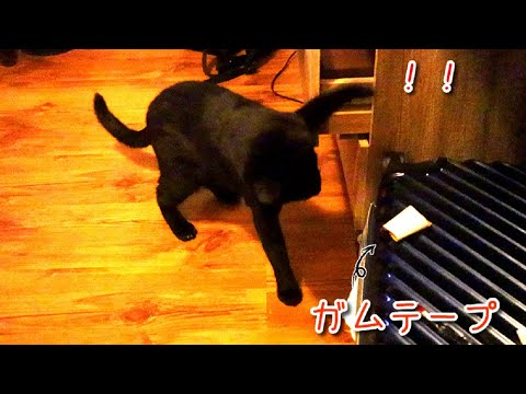 ガムテープにびっくり 猫パンチ乱れ打ち炸裂 まとめちゅーぶ