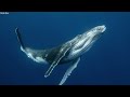 How baleen whales can sing  - 02:21 min - News - Video
