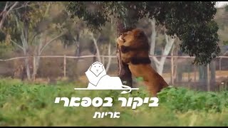 אריות בספארי ברמת גן