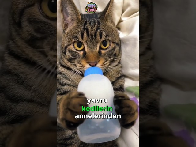 Kedinizin Masaj Sırrı😻🐾❤️