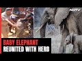 Elephant Calf Reunited With Herd In Tamil Nadu