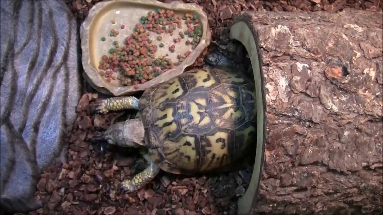 Box Turtle Eating Worms Twisted ADHD Version - YouTube