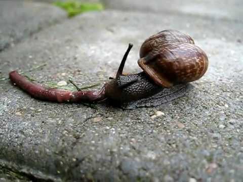 Snail eating earthworm - YouTube