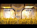 מכונת גיזום טרימר לפרחים Sunflower Baby Trimmer