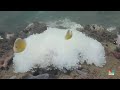 Coral scientists explain how coral bleaching happens  - 02:24 min - News - Video
