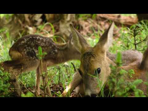 Nature on Tour: Meadow Wild'