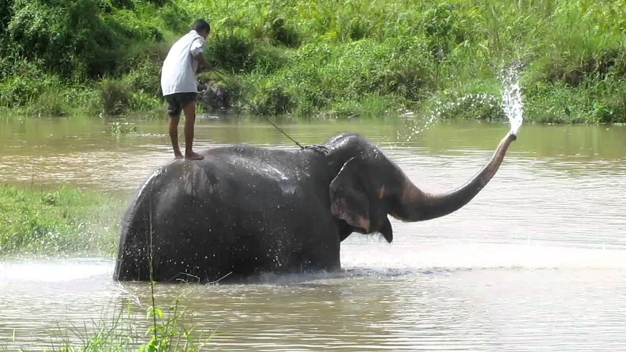 elephant water gun