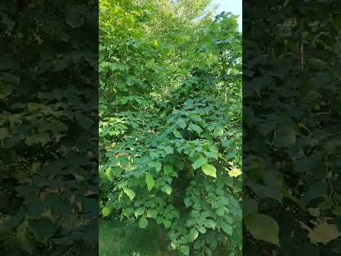 Video der Unterkunft