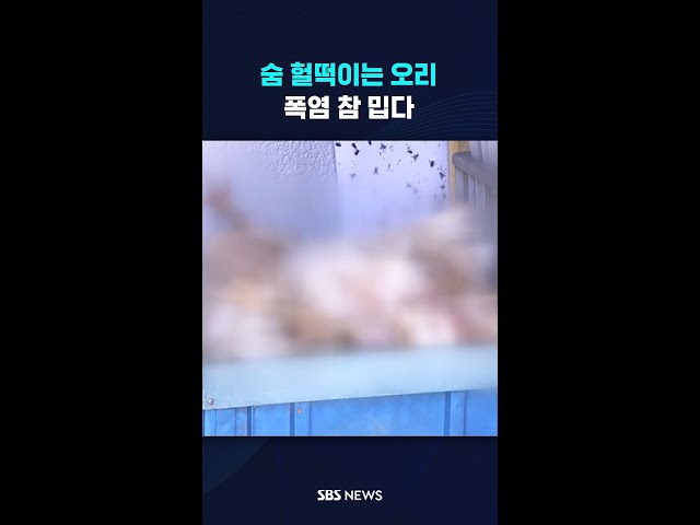 '폭염 습격' 숨 헐떡이는 오리 #shorts