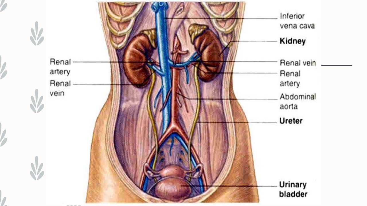 Где находятся почки у человека в картинках