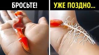 🦝🥴 Чем опасны поцелуи милых енотов? 💕