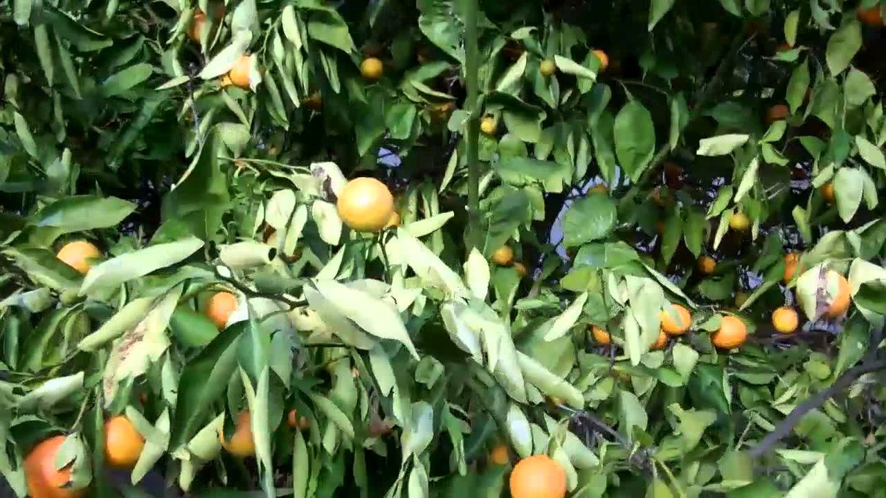 orange-tree-with-huanglongbing-hlb-citrus-disease-in-california-youtube
