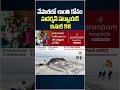 నేపాల్‌లో శాంతి కోసం సుదర్శన్ పట్నాయక్ ఇసుక కళ #Sudarsan Pattnaik #sand art #Puri Beach #nepal  - 01:51 min - News - Video
