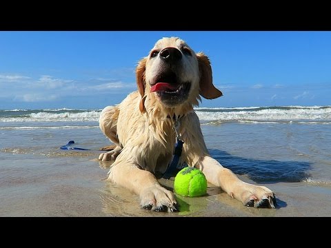 Golden Retriever Puppy Goes to the Beach!