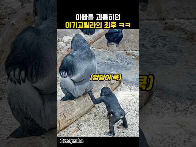 아빠를 괴롭히던 아기고릴라의 최후ㅋㅋㅋ #동물 #고릴라