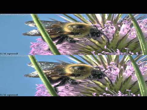 3D Bumblebees and Mimic