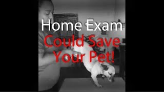 Ask.Vet Home Exam Could Save Your Dog's Life