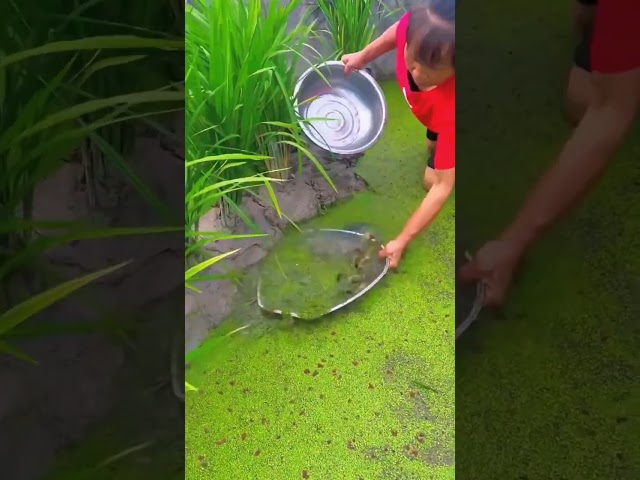 The process of catching loache in paddy field with bamboo net