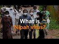 What is the Nipah virus spreading in Indias Kerala?