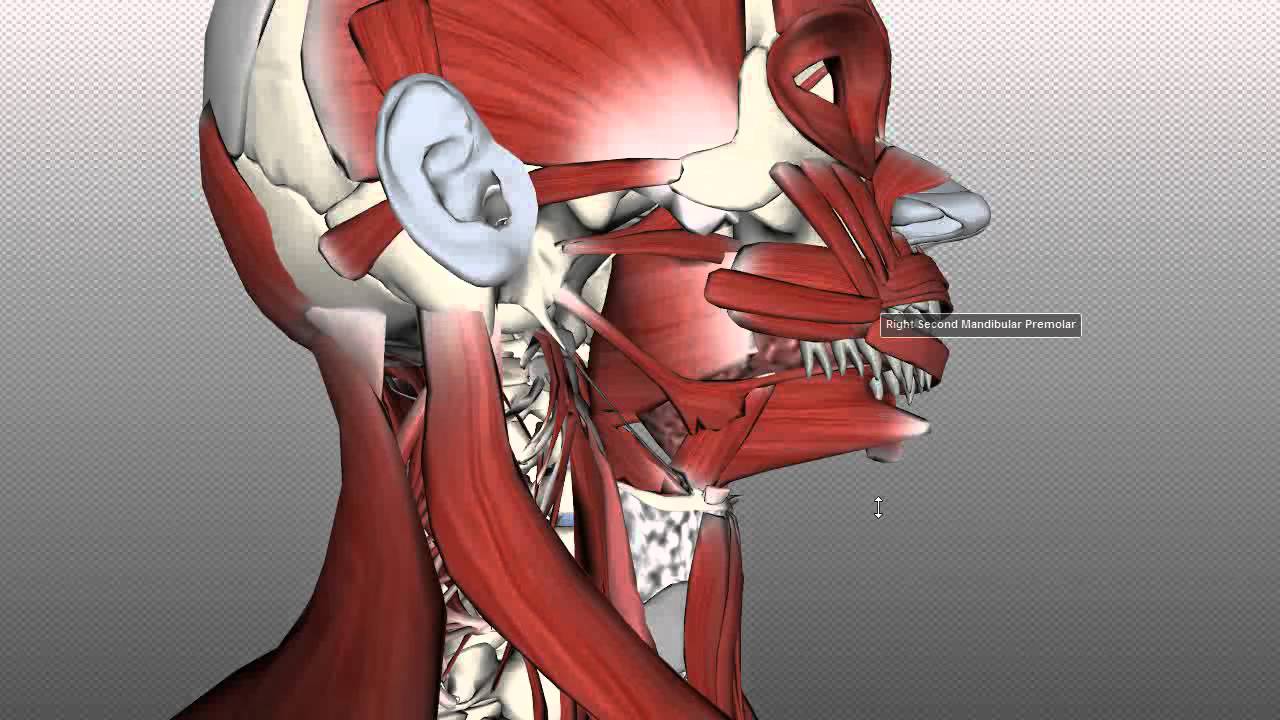 Tongue Muscles and the Hyoid Bone - YouTube diagram of tongue muscles 