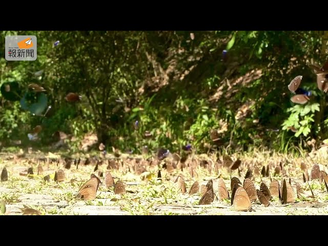 紫斑蝶南下茂林國家公園 賞蝶季正式開跑囉！